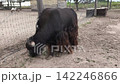 Long-haired yak grazing inside a fenced farm enclosure on a sunny day. Large shaggy bovine in a rural agricultural environment, livestock breeding and wildlife concept 142246866