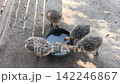 Baby ostriches drinking water at an ostrich farm. Cute fluffy chicks gathered around a bowl, capturing natural animal behavior, rural farming life and wildlife in a sunny outdoor setting 142246867