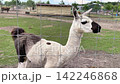 White llama standing in a grassy enclosure and looking toward the camera. Friendly South American farm animal in a petting zoo, agriculture, ecotourism and wildlife concept 142246868