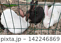Rabbit looking through a wire fence while waiting to be fed at a petting zoo. Curious domestic farm animals, agriculture, livestock breeding and family recreation concept 142246869