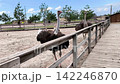 Ostrich standing near a wooden fence and looking toward visitors at an ostrich farm. Large exotic bird in a rural petting zoo, agriculture, ecotourism and animal care concept. High quality 4k footage 142246870