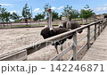 Curious ostrich stretching its neck over a wooden fence inside a farm enclosure. Exotic flightless bird on a sunny summer day, agriculture, farming and tourism concept. High quality 4k footage 142246871