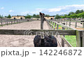 Portrait of an ostrich looking directly at the camera from behind a wooden fence. Curious flightless bird at a rural farm, wildlife, agriculture and family tourism concept. High quality 4k footage 142246872