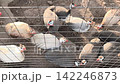 Guinea fowl gather near a feeding area inside a fenced farm pen. Poultry in rural farming, farming, poultry farming, and rural concepts 142246873