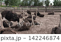 Adult ostriches gathered inside a farm enclosure during daytime. Herd of large flightless birds resting on a rural ostrich farm in natural outdoor surroundings 142246874