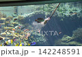 Fish in the aquarium swarm around the food. 142248591