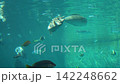 Fish swimming in the aquarium 142248662
