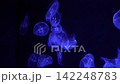 Fish swimming with jellyfish 142248783