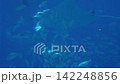 Fish swimming in the aquarium 2 142248856