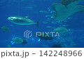 Fish swimming in the aquarium 3 142248966
