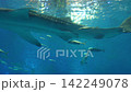 Swimming whale shark 142249078