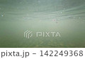川の中 142249368