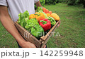 農業体験と収穫体験で家庭菜園の新鮮な無農薬野菜を木箱で持つ手元 142259948