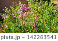 Vibrant clusters of purple and lavender-pink crinkled blossoms of Lagerstroemia indica. Crape myrtle. Ornamental shrub sways in the summer breeze. Slow motion. Pula, Croatia - August 15, 2026 142263541