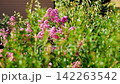 Vibrant clusters of purple and lavender-pink crinkled blossoms of Lagerstroemia indica (crape myrtle). Ornamental shrub in a private villa sways in the summer breeze. Pula, Croatia - August 15, 2026 142263542