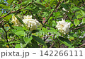 Cape jasmine, Gardenia Jasminoides, flower blooming sway in the wind in garden. 142266111