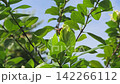Cape jasmine, Gardenia Jasminoides, flower blooming sway in the wind in garden. 142266112