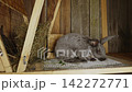 Curious grey rabbit standing on its hind legs in a wooden hutch while a farmer's hand is feeding it fresh green grass. The fluffy pet is happily eating the natural food on a small rural farm 142272771