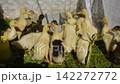 Numerous cute domestic ducklings gathering around a drinker on a sunny day at the poultry farm. The small, fluffy birds are crowding together to drink fresh water while standing on green grass 142272772
