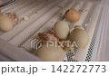 Small newborn chick breaking free from its shell inside an incubator, surrounded by other eggs. Life's beginning symbolizes new hope, fragility, and the natural cycle of birth in agriculture 142272773