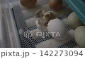 Close-up of a small wet chick emerging from its shell after breaking the egg, representing the miracle of birth and new life in a controlled farm environment while other eggs are waiting to hatch 142273094