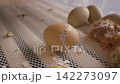 Close-up view of a newborn chick breaking its eggshell to hatch, with other newly hatched chicks and unhatched eggs resting nearby in a farm incubator, symbolizing new life and birth 142273097