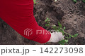 Farmer's hands in white gloves carefully planting a young tomato seedling into the fertile soil of a greenhouse, getting ready for the new harvest season with sustainable farming methods 142273098