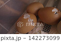 Newborn chick slowly breaking its eggshell while hatching in an automatic incubator on a poultry farm, representing the beginning of new life and the process of birth and growth 142273099
