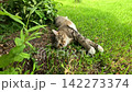 A Relaxing Cat Sprawled Out in the Sun: Enjoying a Lazy Afternoon on Lush Green Grass Surrounded by Flourishing Plants and Tranquil Nature 142273374