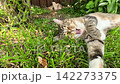A Relaxed Cat Enjoying a Sunny Day on the Grass, Unwinding in Peaceful Surroundings, Captured in Two Frames Revealing Comfort and Tranquility in Nature 142273375