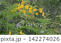 Yellow flowers blooming among lush green foliage in natural setting nature 142274026
