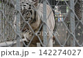 White tiger walking behind chain link fence in zoo enclosure wildlife captivity 142274027