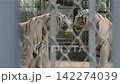 White tigers pacing behind metal enclosure fence at wildlife zoo white tiger 142274039