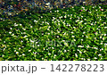 地藏川中的水毛茛花，鮫灣 142278223
