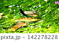 鴨子清澈的溪流中看到的蜻蜓 142278228