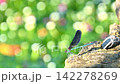 地藏川清澈的河水中的蜻蜓 142278269