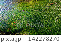 地藏川中的水毛茛花，鮫灣 142278270