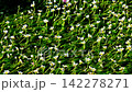 錦葵屬植物的可愛白花 142278271