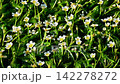 錦葵屬植物的可愛白花 142278272