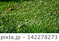 地藏川中的水毛茛花，鮫灣 142278273