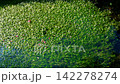 地藏川中的水毛茛花，鮫灣 142278274