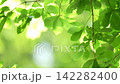 The leaves of the trees sway in the wind, reflecting the light on the lake's surface. 142282400
