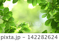 The leaves of the trees sway gently in the wind, reflecting the light on the lake's surface. 142282624