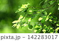 The leaves of the trees sway gently in the wind, reflecting the light on the lake's surface. 142283017