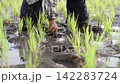 無農薬の米作りで田んぼに苗を植える農作業風景の農業ヘルパーの手元 142283724