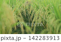 稲作の田園風景にある一本道と綺麗な稲穂の背景 142283913