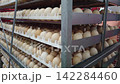 Quality Inspection of Fresh Chicken Eggs by Worker Wearing Protective Gloves 142284460
