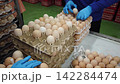 Quality Inspection of Fresh Chicken Eggs by Worker Wearing Protective Gloves 142284474