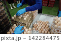 Quality Inspection of Fresh Chicken Eggs by Worker Wearing Protective Gloves 142284475