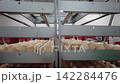 Quality Inspection of Fresh Chicken Eggs by Worker Wearing Protective Gloves 142284476